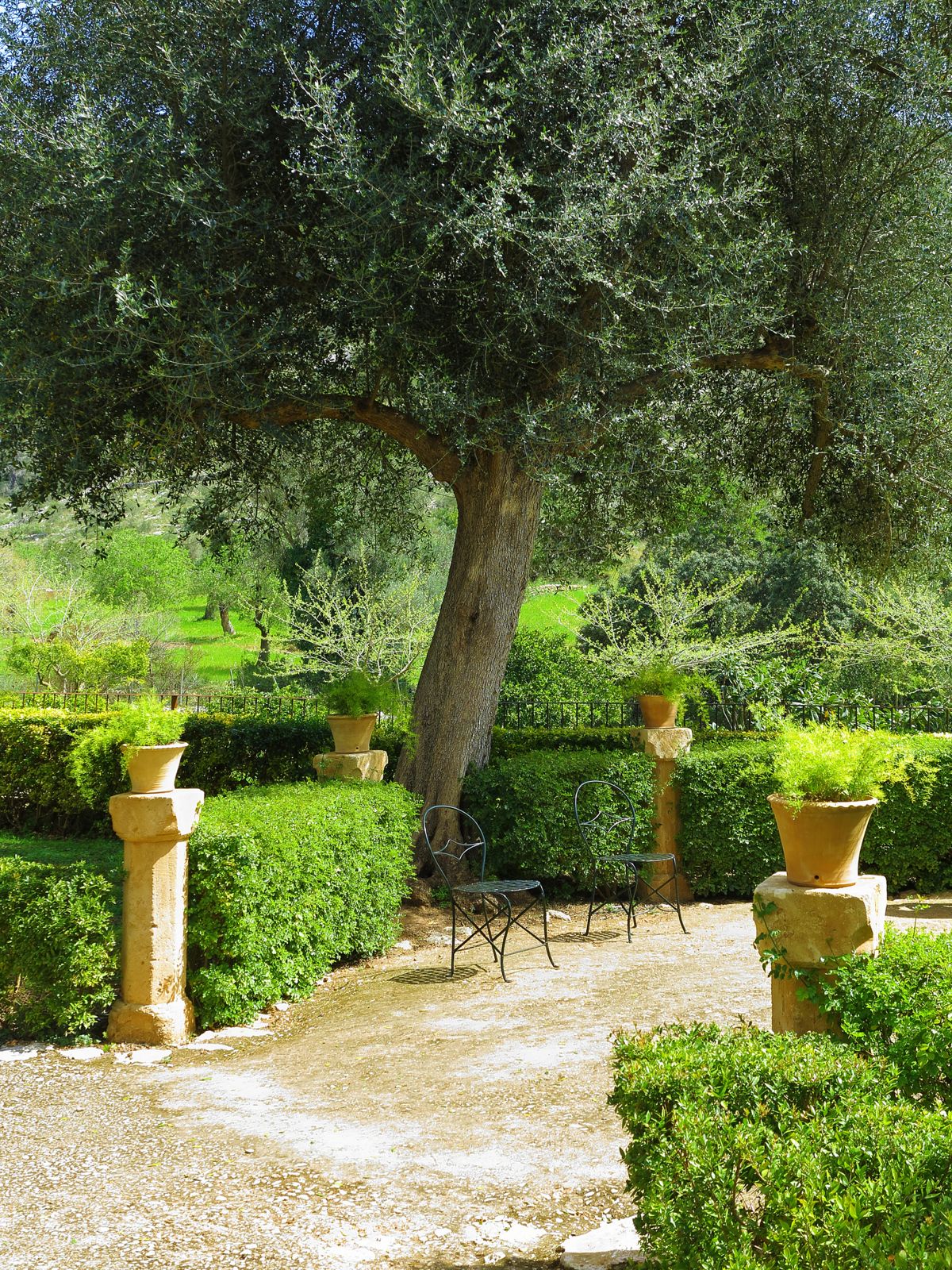 Gepflegter Garten mit Olivenbaum, Hecken und Terrakotta-Töpfen